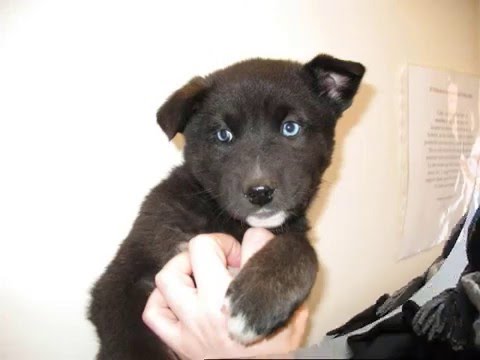 Chiots Husky Croisé Labrador