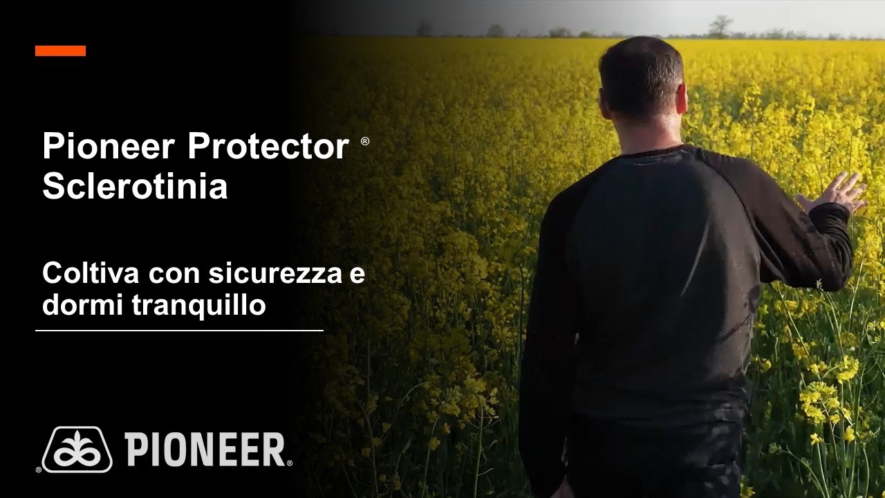 Carattere Protector Sclerotinia per il colza: coltiva con sicurezza e dormi tranquillo