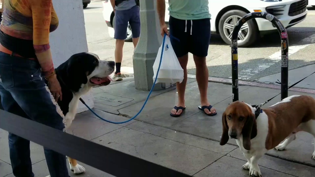 Dogs of venice YouTube