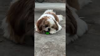 shitzu puppy Dog 💉HEALTHY & VACCINATED LOCATION ISIAMABAD | 📞 03296902801