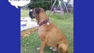 MERDOCK ADOPTED!  BOXER ANGELS RESCUE