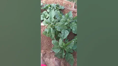Giy Jevon Garden Part 2