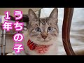 捨て猫から飼い猫へ～マロンの物語