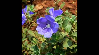 Blue Daze (Evolvulus Glomeratus): Origin, Propagation, Ideal Conditions Blue Daze (Evolvulus Glomeratus): Origin, Propagation, Ideal Conditions