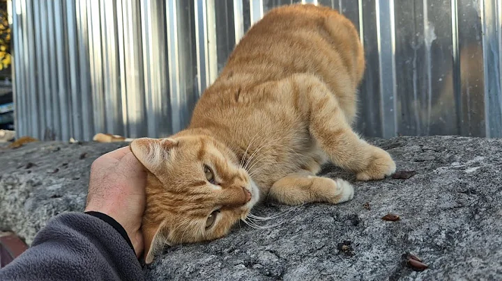 Video 7001711: tabby cat persian, stray cat, cute stray cat, cat meowing, cat food, adorable cats, kitty