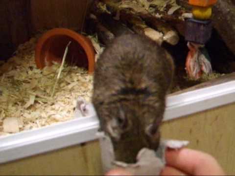 Degu (Nutmeg) - Having some fun