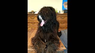 please subscribe #dog #briard #shorts