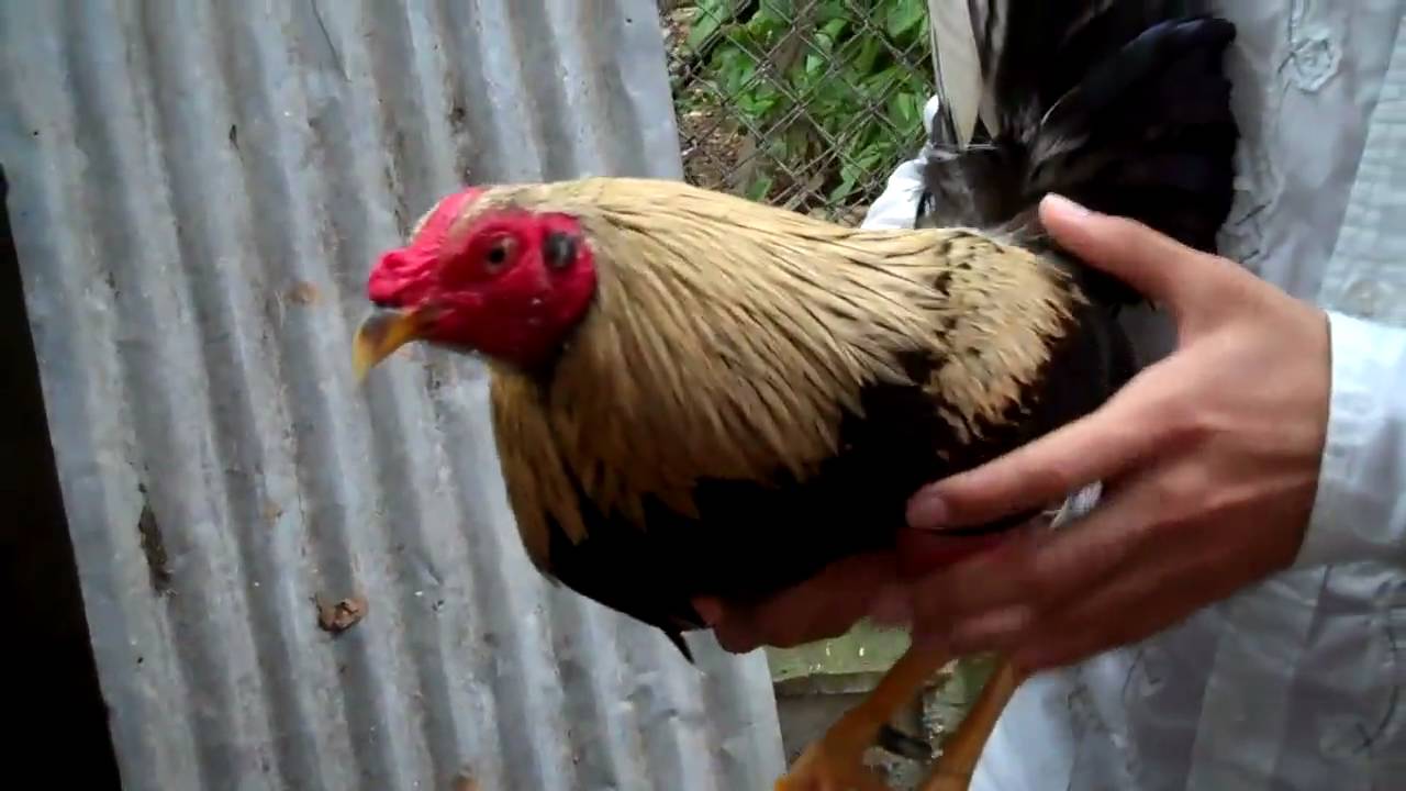 Super Gallo Presenta Gallo Giro Villa Palmeras, PR YouTube