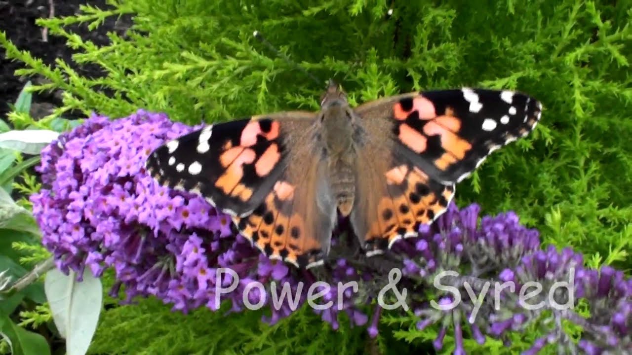 Painted Lady (Cynthia cardui) butterfly