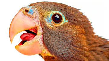 ¿Qué aves pueden copiar el habla humana?