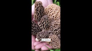 5 facts about morels