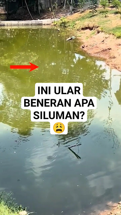 Siluman ular terbesar hidup di dalam air #shorts #ularbesar