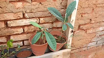 Quanto tempo leva para um pé de ameixa produzir?