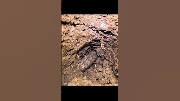 Thanh Niên Cắt Cỏ Kêu Cứu Vì Thấy Rắn Ven Bờ Lộ