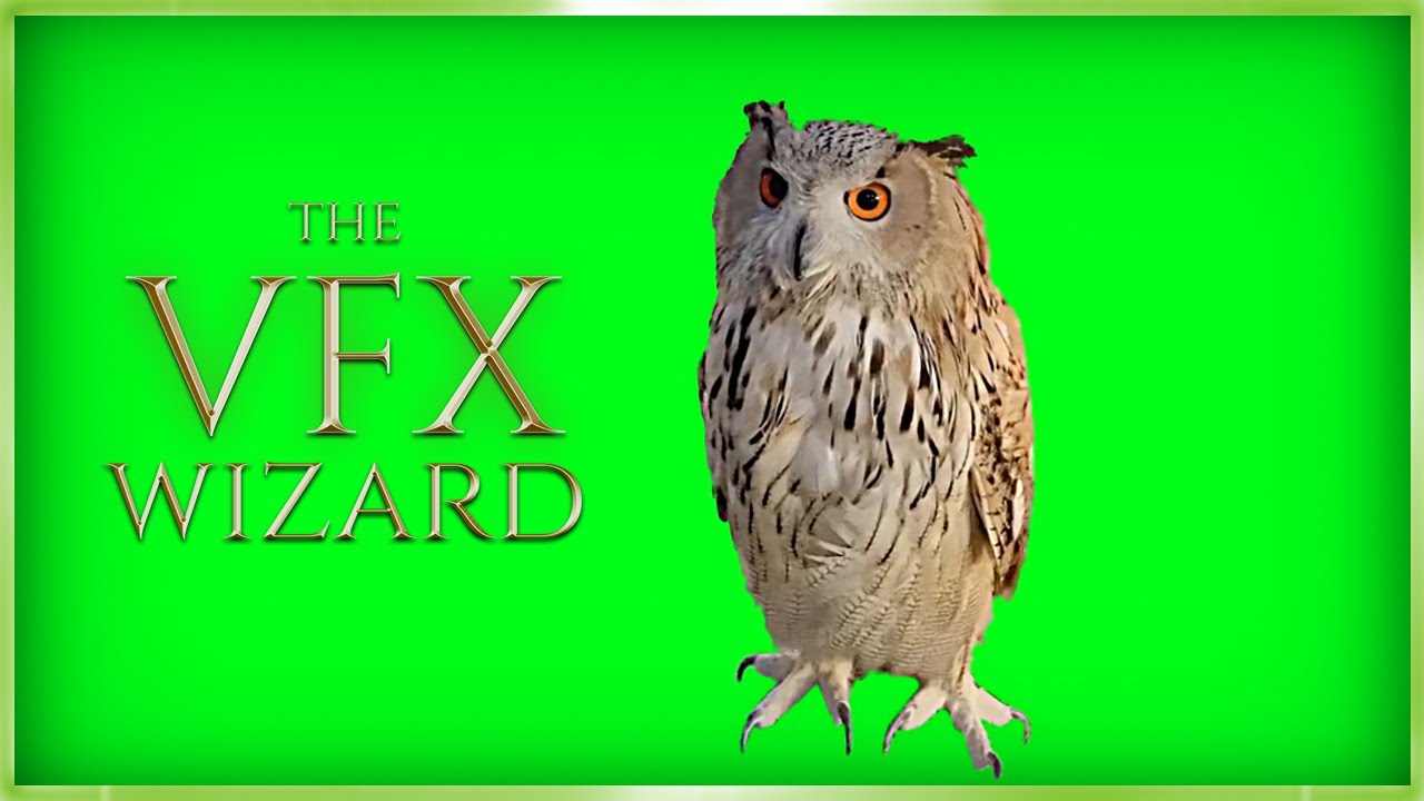 Owl Looking Around ◈ Green Screen FREE VFX ◈ Real Owl Footage Chroma Key