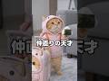 ルナの和解作戦、大成功! #cat #好きな子猫 #猫動画 #cute #かしわねこ #pets #子ネコ #猫のいる暮らし #猫好きさんと繋がりたい #猫のいる生活 #猫好き #癒やし