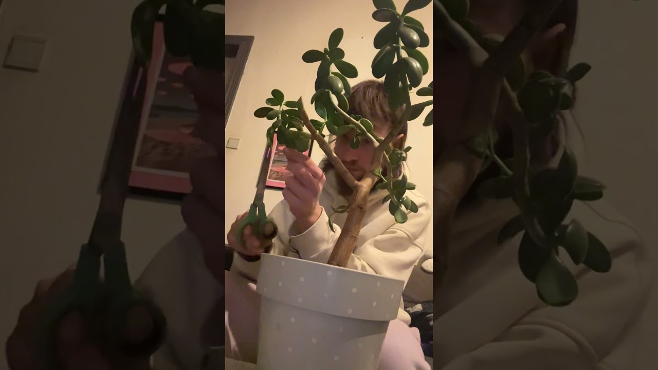 Arbre de jade taille et bouturage 