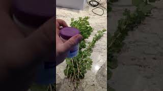 how to clone gooseberry bushes from fresh cuttings