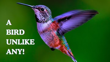 Hummingbirds are natures tiny helicopters! #hummingbird