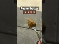 Peanut butter time 🥜🥜🥜💥💥💥