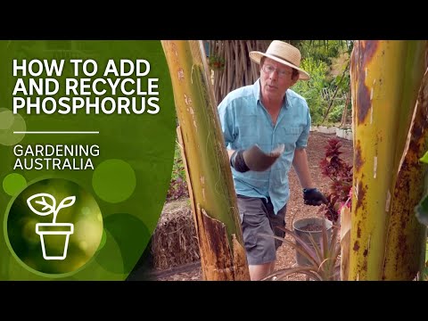 Is there enough phosphorus in your soil? | DIY garden projects | Gardening Australia