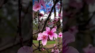 Georgia Peach 🍑 blossoms! True signs that spring the around the corner #nature #naturelovers