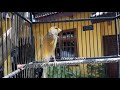 Suara Kenari Af Jantan Gacor Buat Pancing Kenari Malas Bunyi Biar Panas Anti Macet Mp3 - Mp4 Download