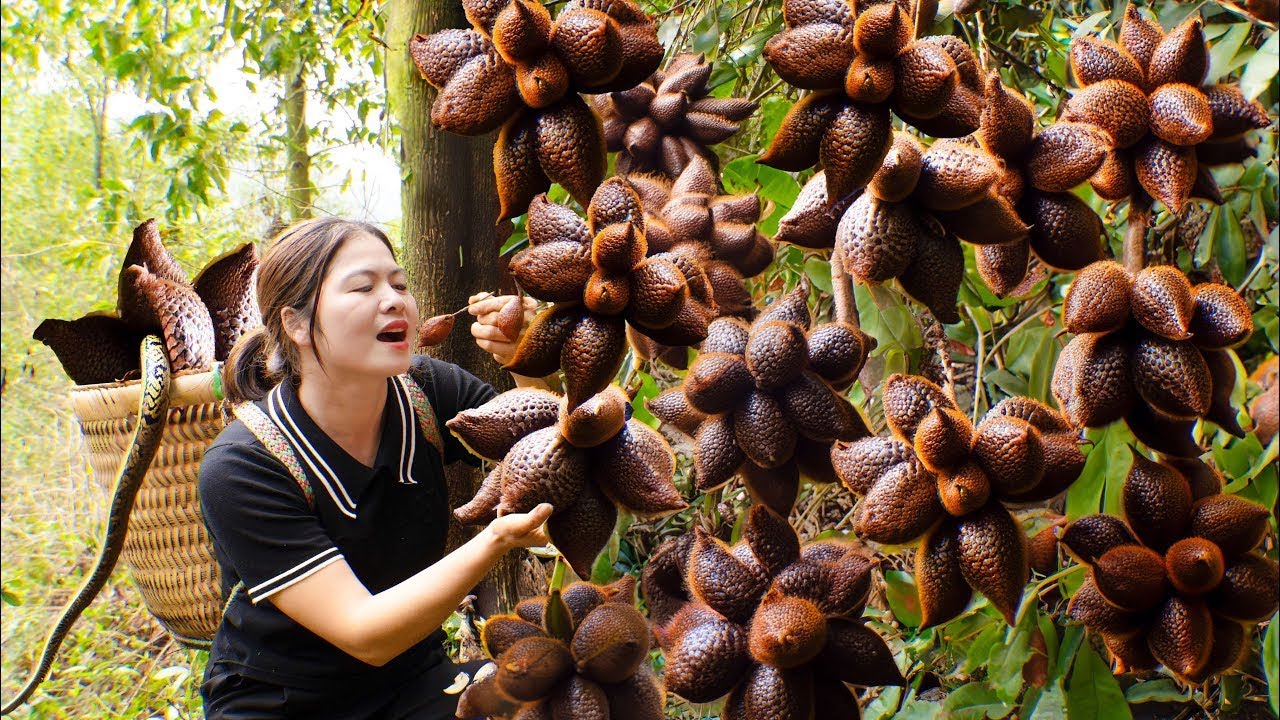 Harvesting Black Snake Skin Fruit To Eat & Make Beautiful Steamed Meat with Radish | Ly Thi Ca
