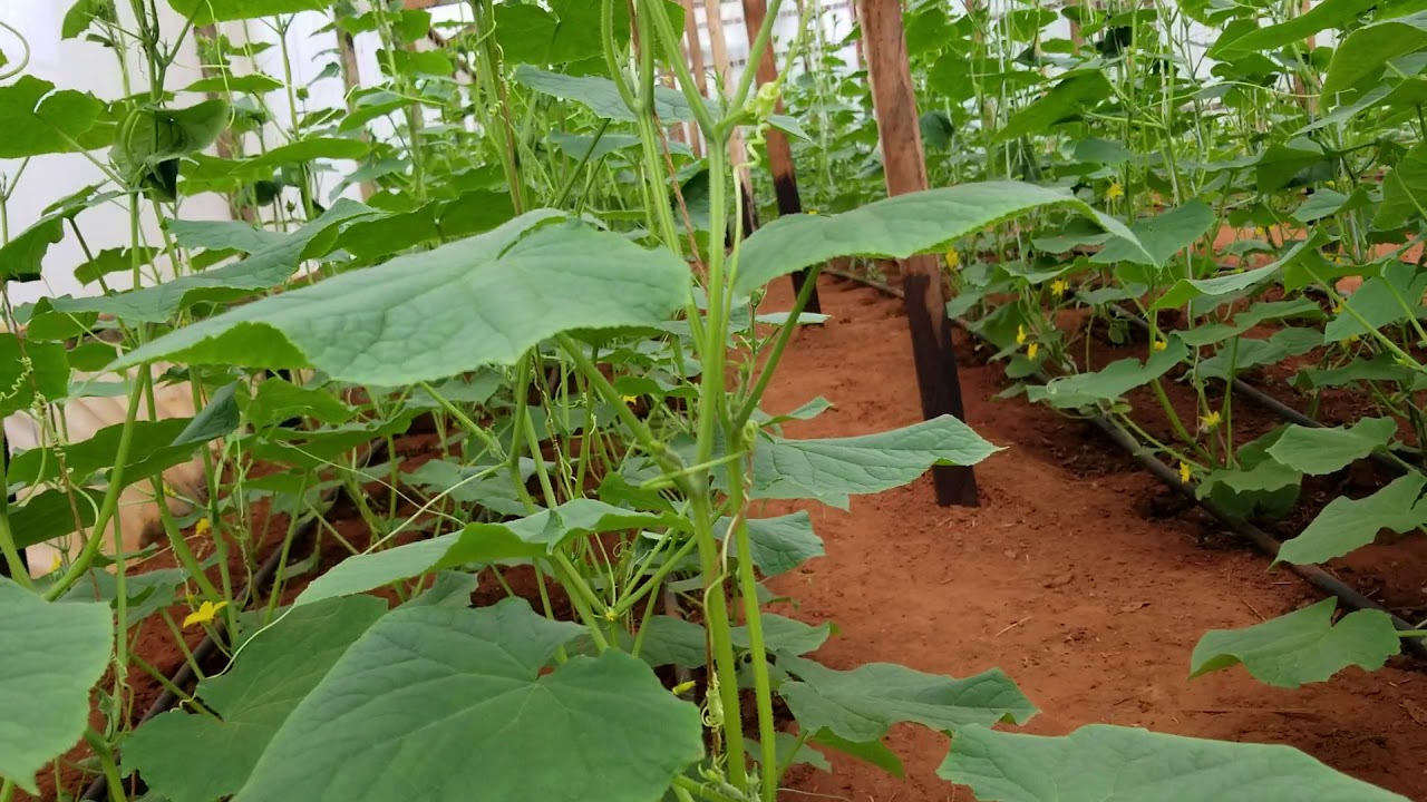 A greenhouse Cucumber farm