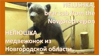 Нелюшка - еще один медвежий сирота / Nelushka - one more arrival...