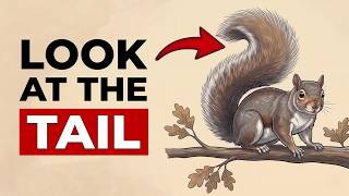 What a Squirrel’s Tail Is Telling You Without Making a Sound