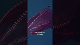 76% des animaux marins sont bioluminescents ! Thalassa