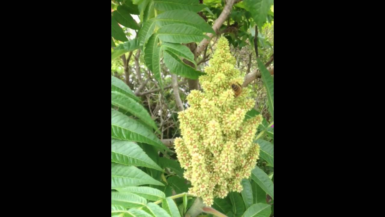 Rhus typhina - staghorn sumac and hungry Hoverflies - Blomsveifa - Garðrækt