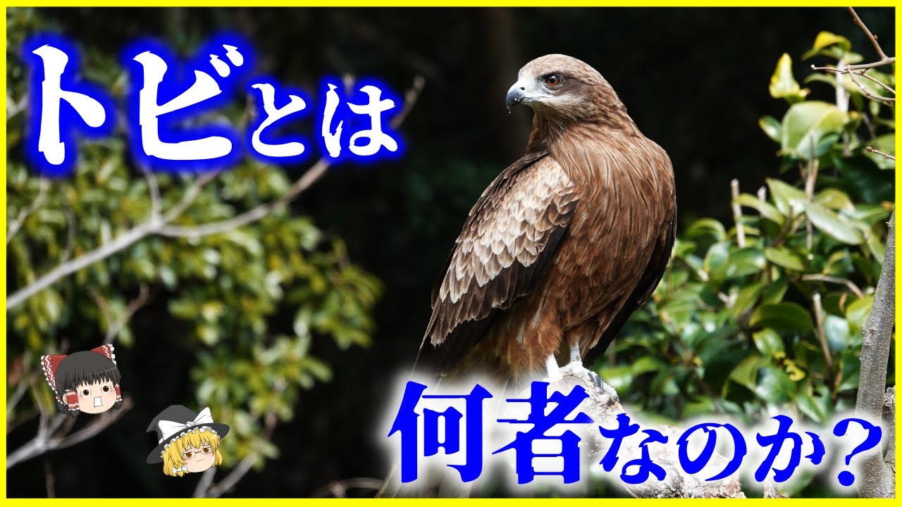 ゆっくり解説】鳶職との関係は…？「トビ」とは何者なのか？を解説 
