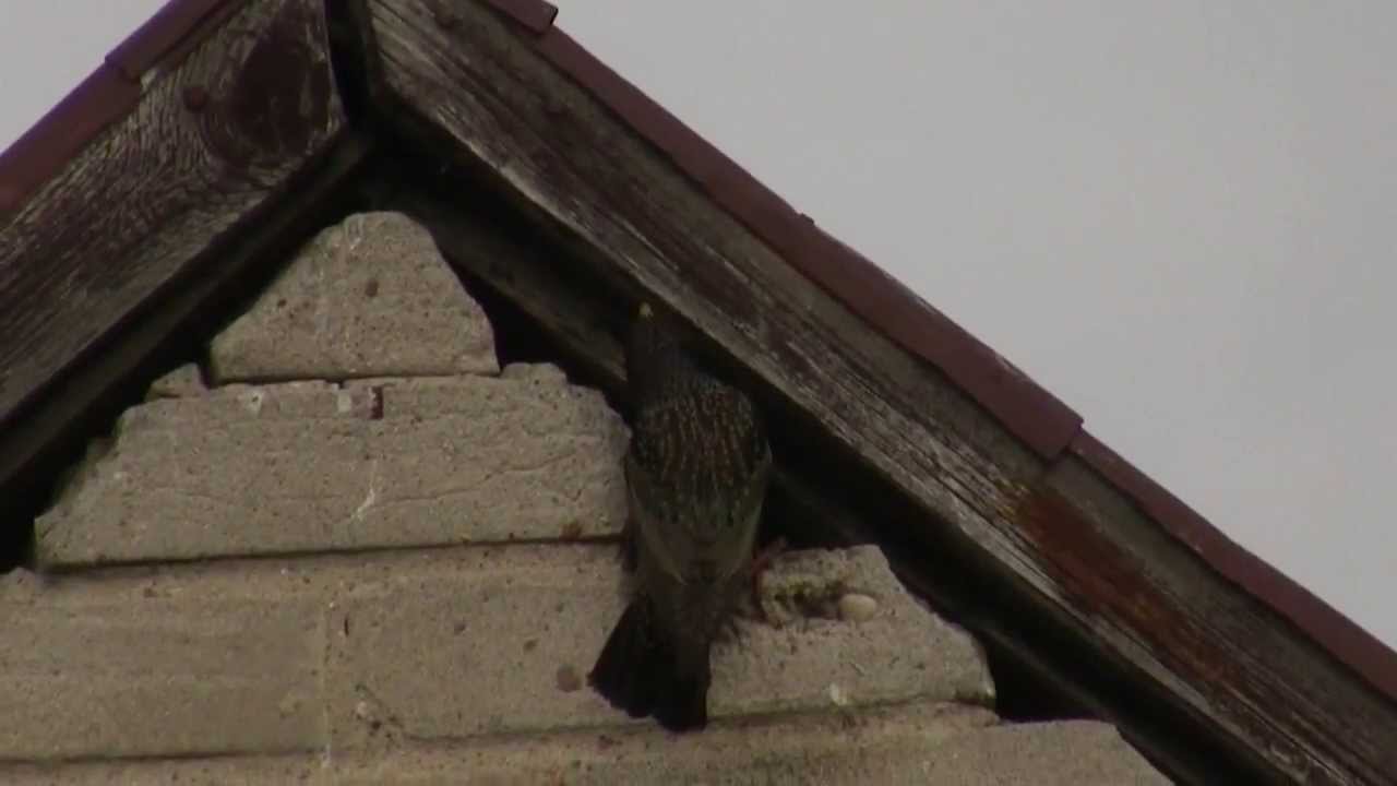 Birds of Poland - Chats, Crows, Doves & Thrushes