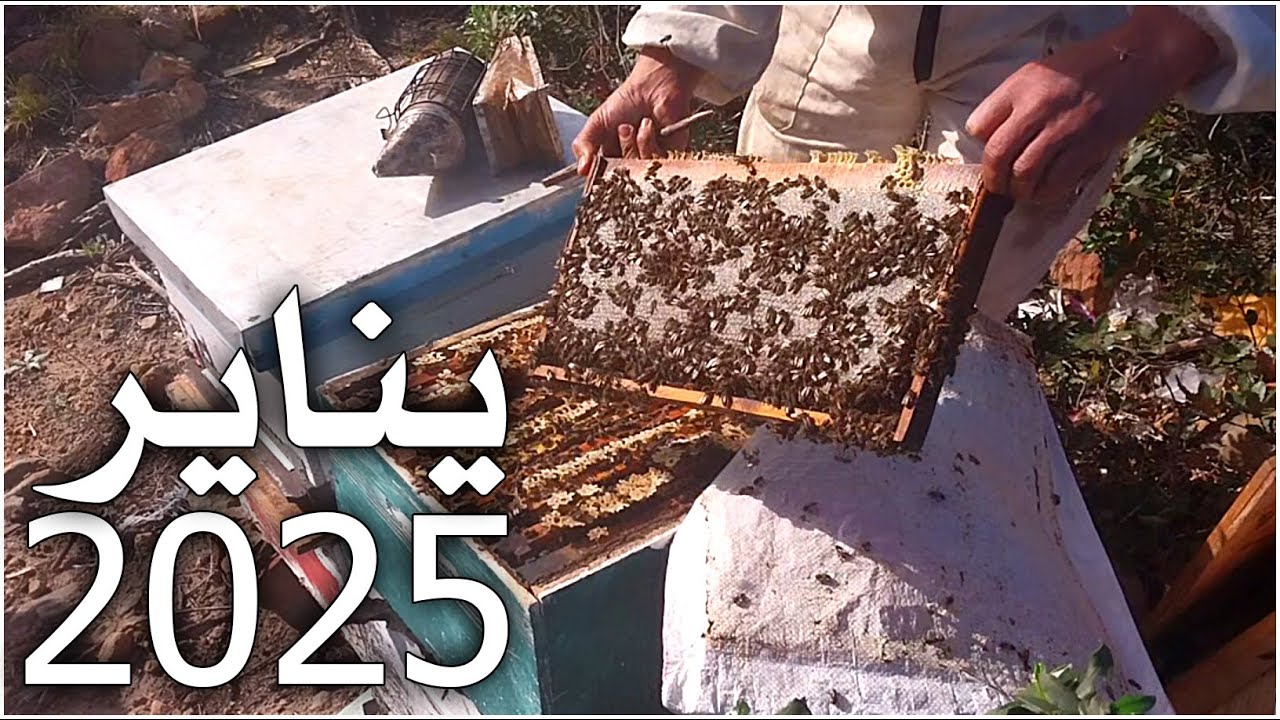 قطف عسل مرونة او ساسنو 12 01 2025 #تربية_النحل #bee #عسل #مربي_نحل #دبور #ساسنو #مرونة #القطلب