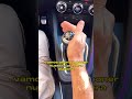Orden Para ARRANCAR Tu COCHE Autoescuela Automobile Drivingexam Car Drivinglicense mp3
