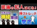 【腰痛の救世主】硬くなった神経を撃退！神ストレッチで腰痛改善！カチコチ神経軍団をやっつけよう！