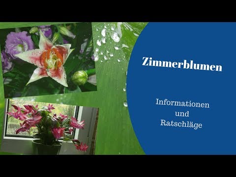 Video: Christmas Cactus Bloom Cycle - Tipps, wie man Weihnachtskakteen zum Blühen bringt