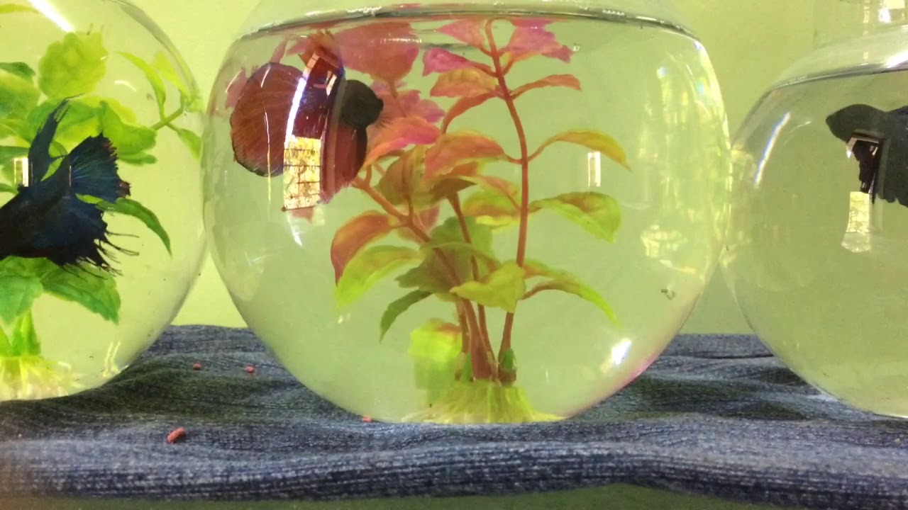 Betta fish 