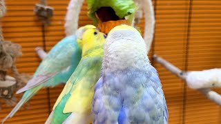 budgie sounds