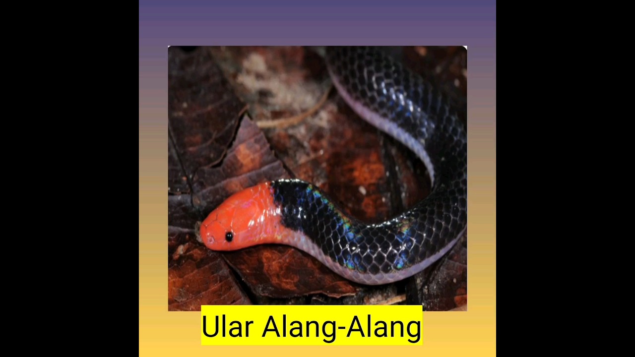 Fakta menarik Ular Alang-alang 