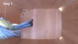 Nestera BirdBox Camera systems: Follow day-by-day the whole Nesting season of wild birds
Thank you for watching this video and remember to Subscribe.
Comment any questions below.
Purchase your bird box camera systems below:
Nestera UK: https://nestera.co.uk
Nestera US: https://nestera.us
Nestera FR: https://nestera.fr
Nestera DE: https://nestera.de
Nestera BE: https://nestera.be
Nestera NL: https://nestera.nl
Nestera ES: https://nestera.es
Nestera IT: https://nestera.it Nestera BirdBox Camera systems: Follow day-by-day the whole Nesting season of wild birds