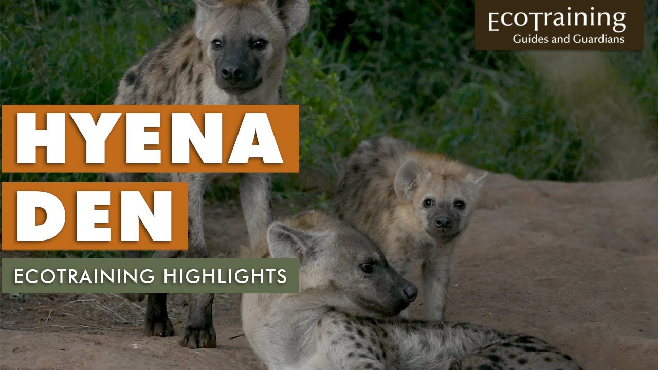 EcoTraining Highlights: Hyena Den | April 2021