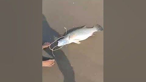 Bắt cá chẻm biển khổng lồ khi đi thăm lưới # Catching giant sea bream when visiting the net