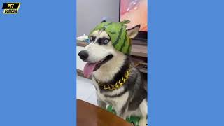 Hilarious Funny Dog Compilation| Cutest and Funniest Dogs Ever! Compilation #155 | Pet Comedia