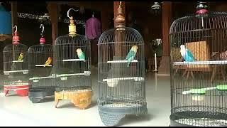 Lovebird NN, Tiara, Kinanti, DAYAKARTA, NN