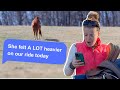 If horses could text funny 