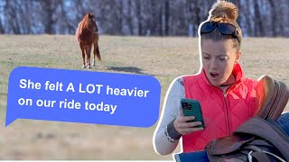 IF HORSES COULD TEXT (*funny 🤣)