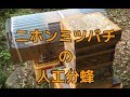 二ホンミツバチの人工分蜂(王台発見から人工分蜂を経て新女王蜂誕生まで)Control the japanese honeybees nest divided